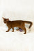 Adonis | abyssinian kitten