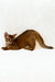 Adonis | abyssinian kitten