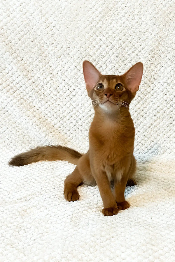 Adonis | abyssinian kitten