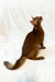 Adonis | abyssinian kitten