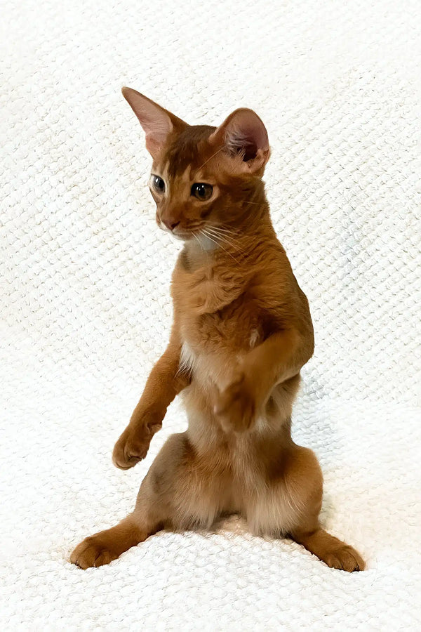 Adonis | abyssinian kitten