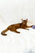 Adonis | abyssinian kitten