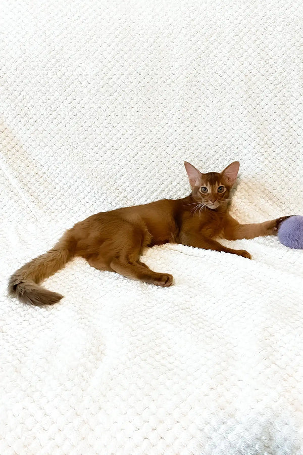 Adonis | abyssinian kitten