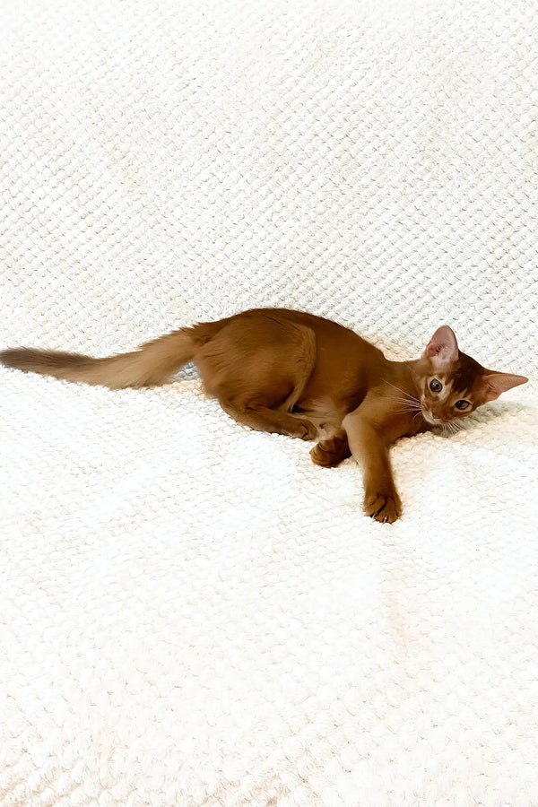 Adonis | abyssinian kitten