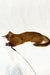 Adonis | abyssinian kitten