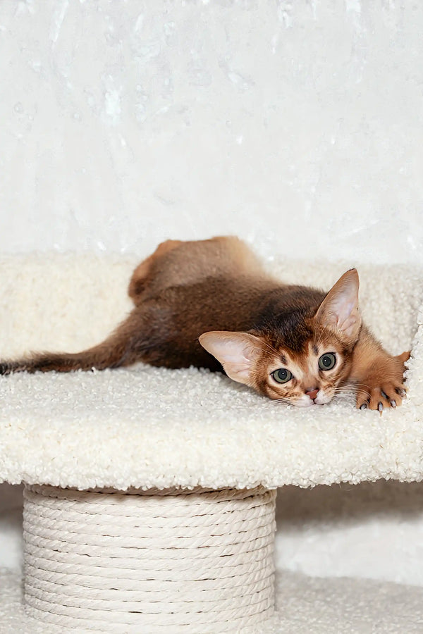 Abyssinian kitten Adonis lounging in a cozy spot, looking adorable and relaxed