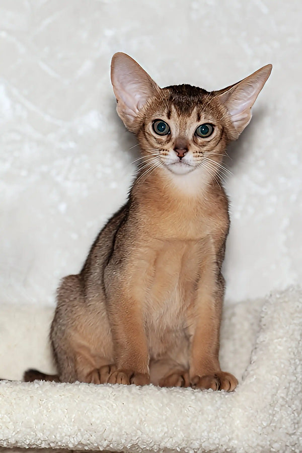 Abyssinian kitten Adonis with big ears and a playful expression