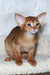 Adonis the Abyssinian kitten flaunting its adorable large ears and playful charm