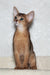 Cute Abyssinian kitten named Adonis with big ears and a playful expression