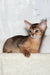 Adonis Abyssinian Kitten with stunning green eyes looking playful and adorable