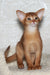 Abyssinian kitten Adonis with reddish-brown fur, playful and adorable