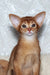 Reddish-brown Abyssinian kitten Adonis looking adorable and playful in a cozy setting