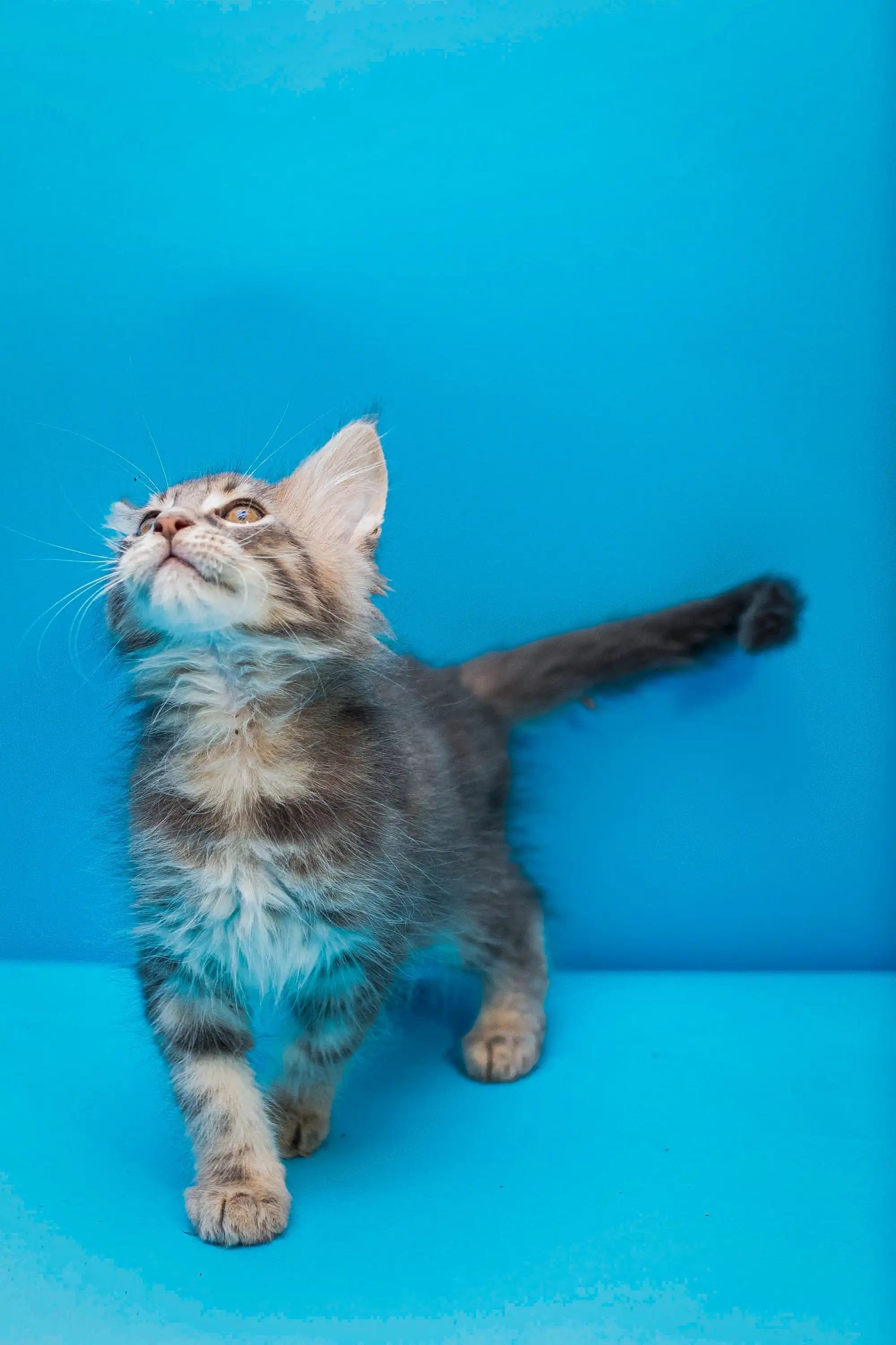 Maine Coon Kittens for Sale Adonis | Kitten