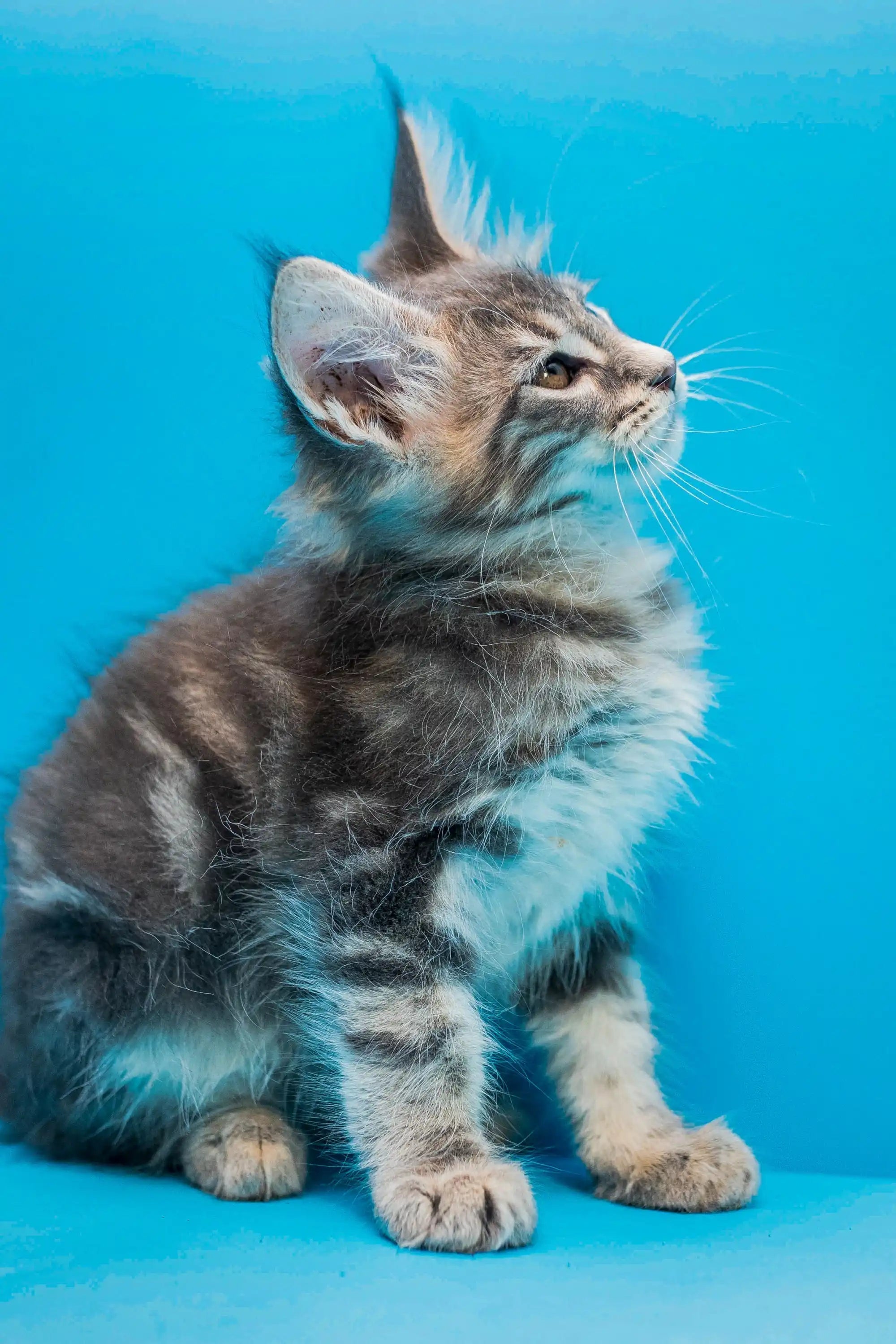 Maine Coon Kittens for Sale Adonis | Kitten