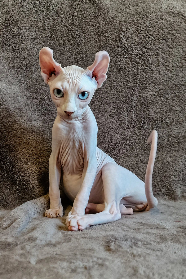 Hairless Sphynx kitten with pink skin and big ears sitting cutely in Aelita Elf Sphynx