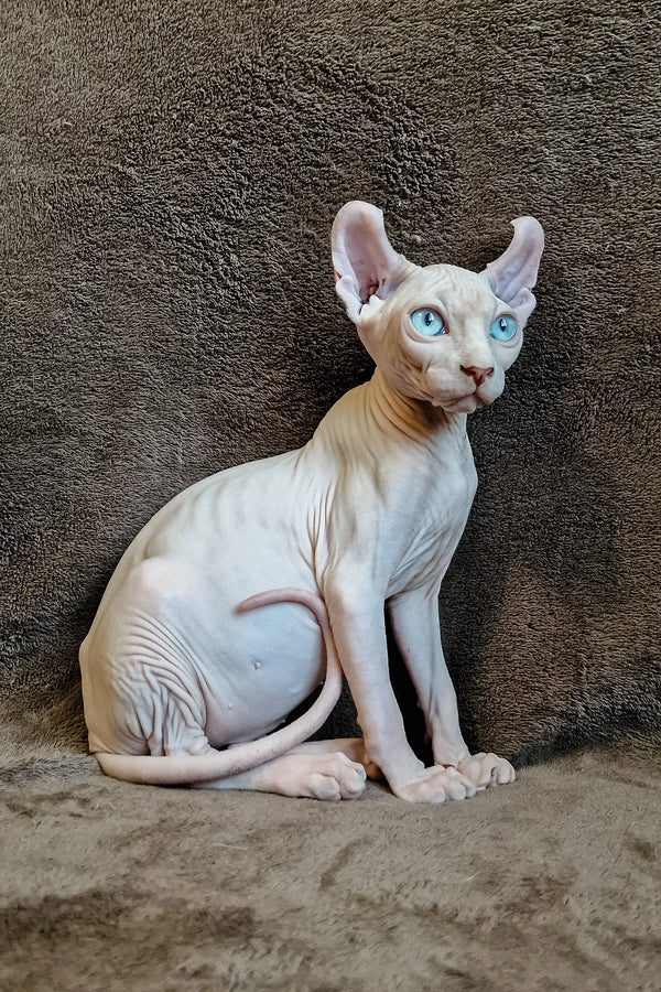 Hairless Sphynx cat with blue eyes in alert pose for Aelita Elf Sphynx Kitten