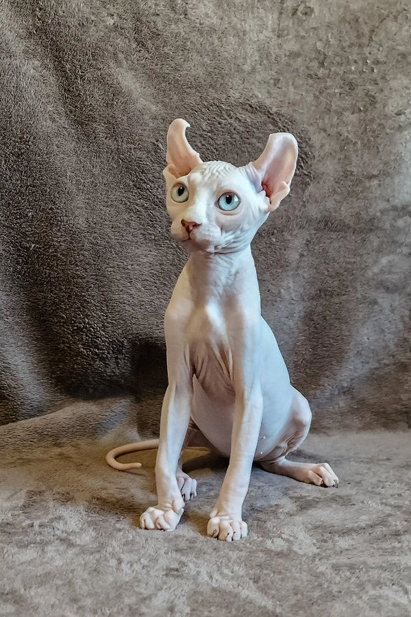 Hairless Sphynx kitten Aelita with unique two-colored eyes sitting upright