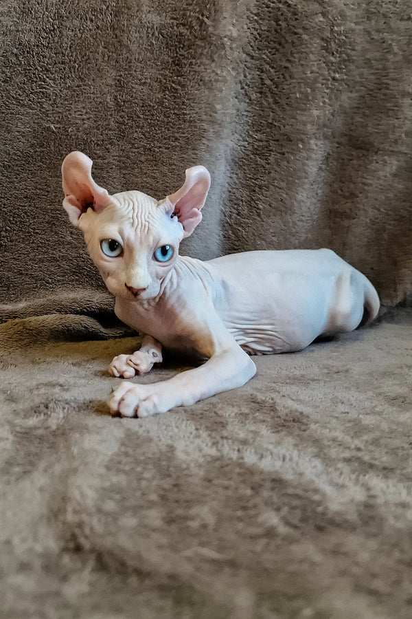 Cute Hairless Sphynx cat chillin on its side, showcasing Aelita | Elf Sphynx Kitten