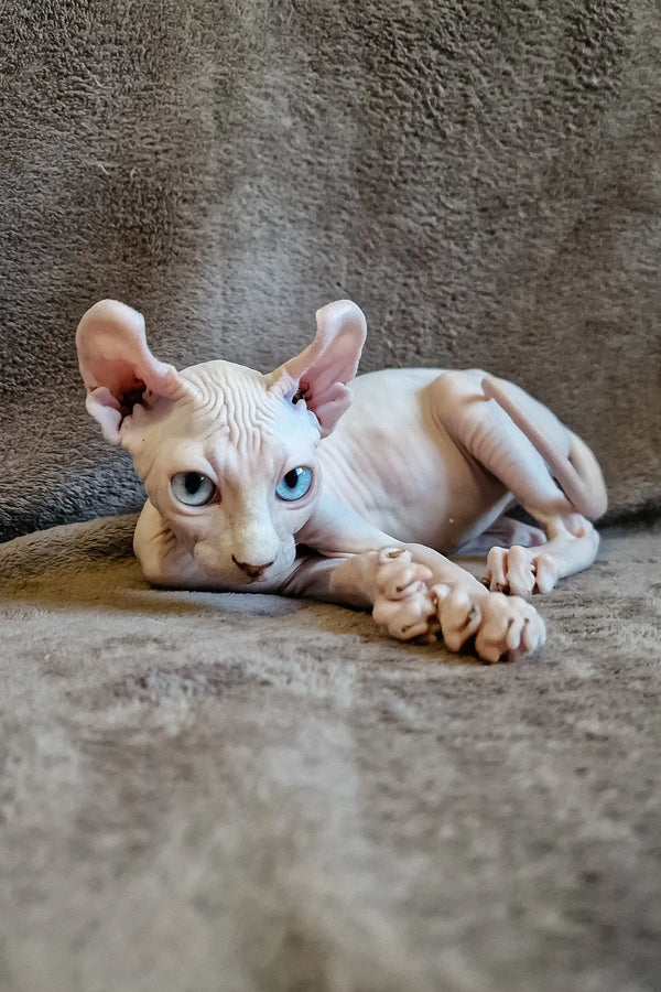 Hairless Sphynx kitten Aelita with stunning blue eyes lounging comfortably