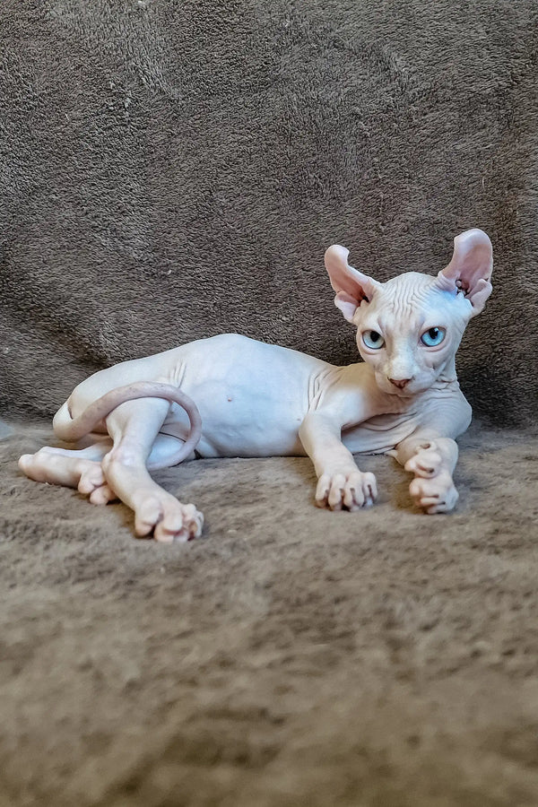 Cute Hairless Sphynx cat with pink ears and blue eyes lounging in Aelita | Elf Sphynx Kitten