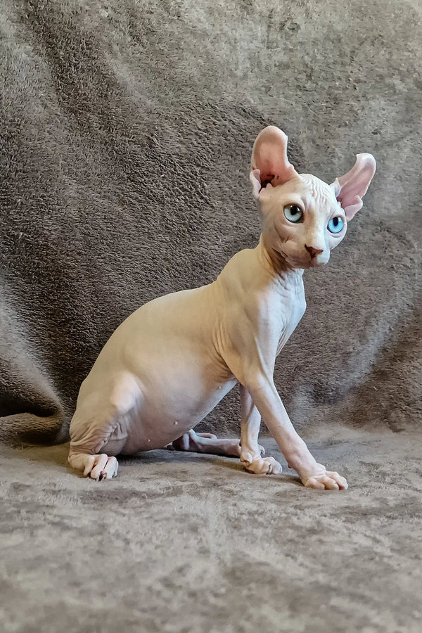 Hairless Sphynx kitten Aelita with blue eyes sitting alert and playful