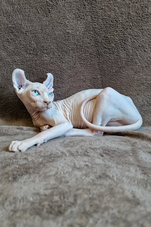 Chill White Sphynx cat lounging, perfect for Aelita | Elf Sphynx Kitten lovers