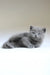 Adorable fluffy gray kitten named Afanasiy from the Scottish Straight breed