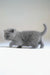 Gray kitten walking gracefully in the Afanasiy Scottish Straight product image