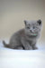 Gray Scottish Straight kitten named Afanasiy with stunning blue eyes