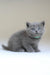 Gray Scottish Straight kitten named Afanasiy with stunning blue eyes