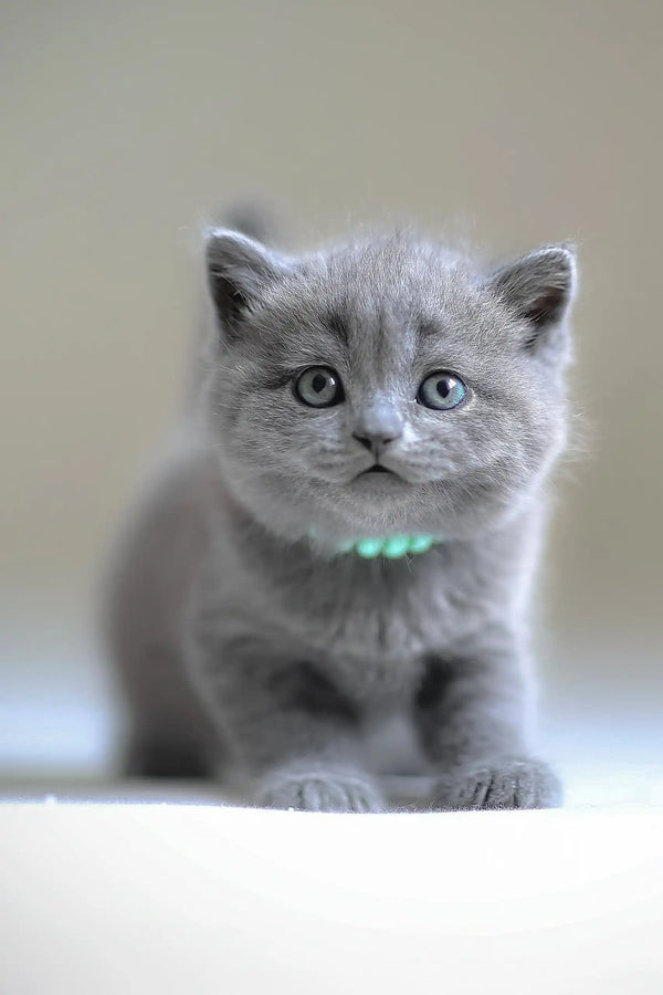 Gray Scottish Straight kitten named Afanasiy with a glowing collar