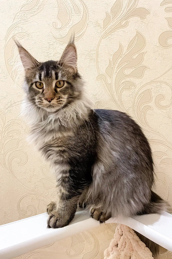 Cute Maine Coon kitten from Afelia showcasing its fluffy coat and playful personality