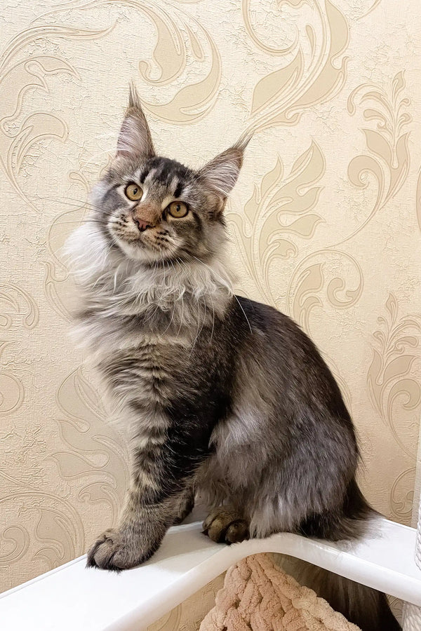 Gray tabby Maine Coon cat in the Afelia | Maine Coon Kitten product display