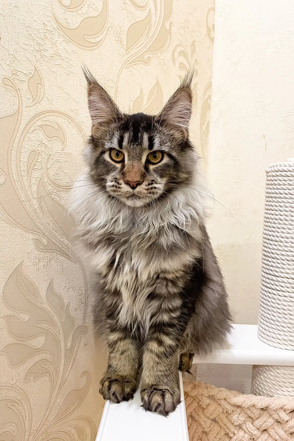 Majestic Maine Coon cat featured in Afelia Maine Coon Kitten product display