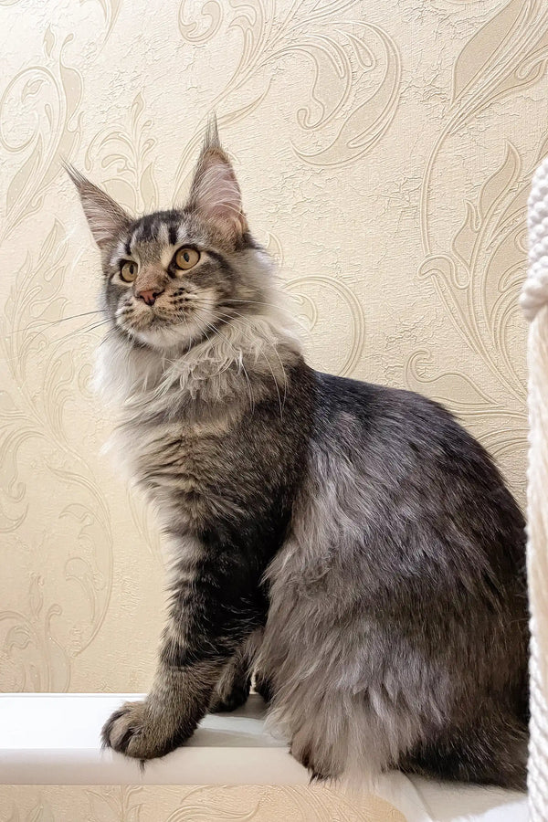 Majestic gray Maine Coon cat showcasing the Afelia Maine Coon Kitten product