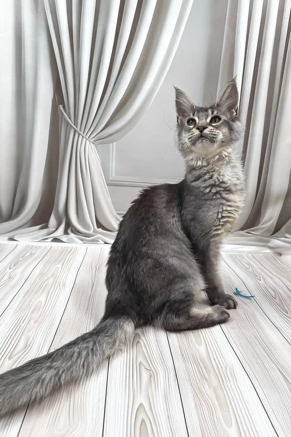 Afif | maine coon kitten