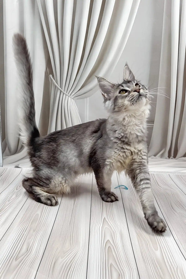 Afif | maine coon kitten