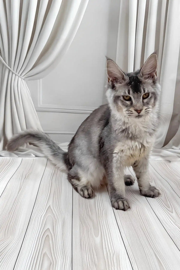 Afif | maine coon kitten