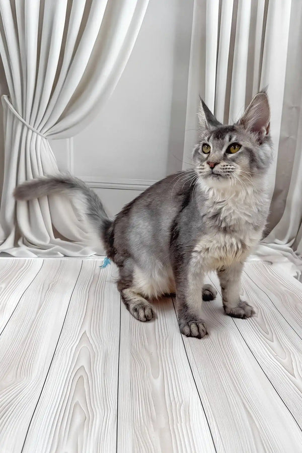 Afif | maine coon kitten