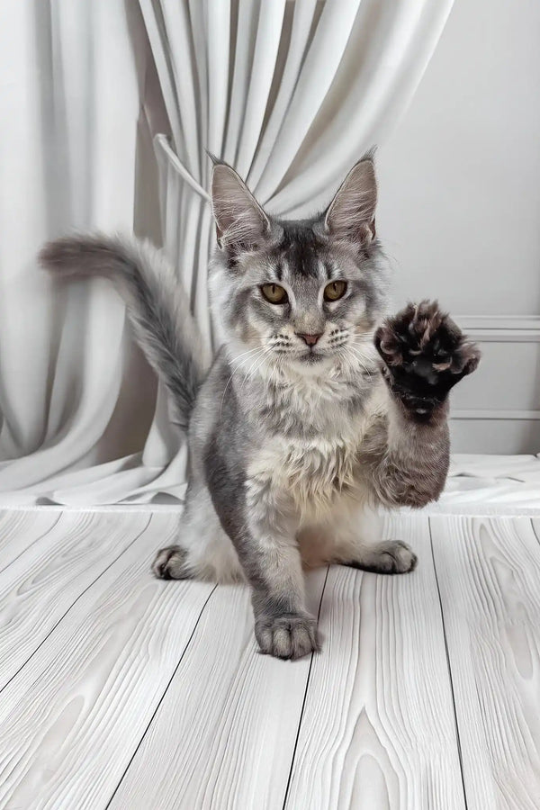 Afif | maine coon kitten