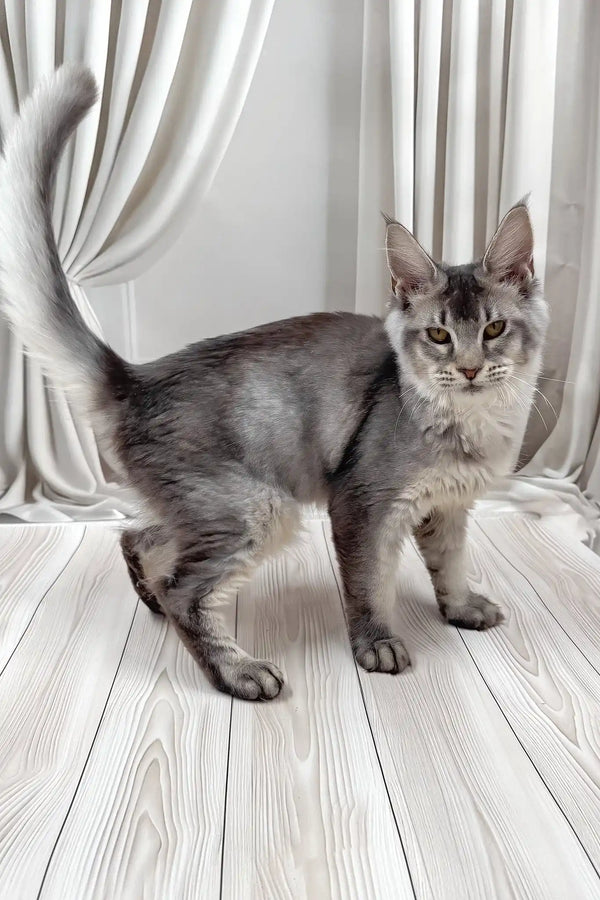 Afif | maine coon kitten