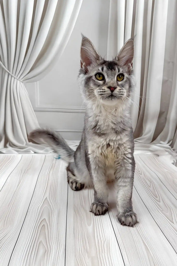 Afif | maine coon kitten