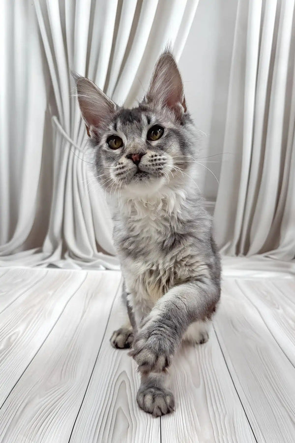 Afif | maine coon kitten