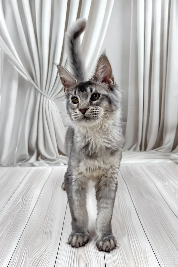 Afif | maine coon kitten