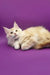 Lying Maine Coon cat in the Afina Maine Coon Kitten product display