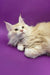 Cream-colored Maine Coon kitten in the Afina product line, adorable and fluffy