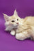 Adorable cream-colored Maine Coon kitten named Afina with fluffy fur and big eyes