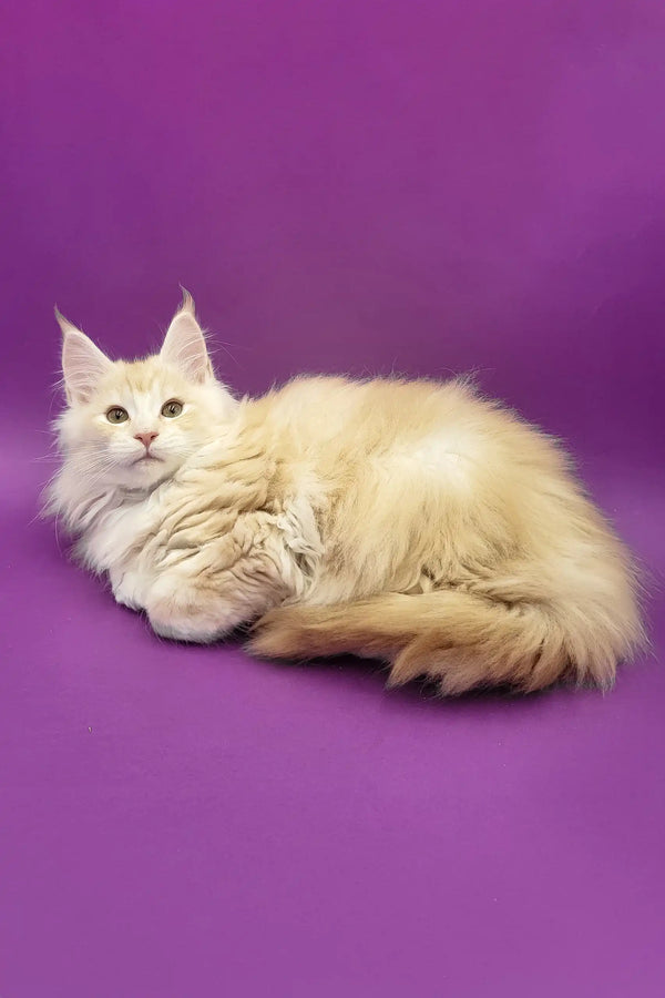 Fluffy cream-colored Maine Coon kitten named Afina, super cute and playful