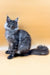 Long-haired gray Maine Coon kitten with a fluffy tail sitting upright