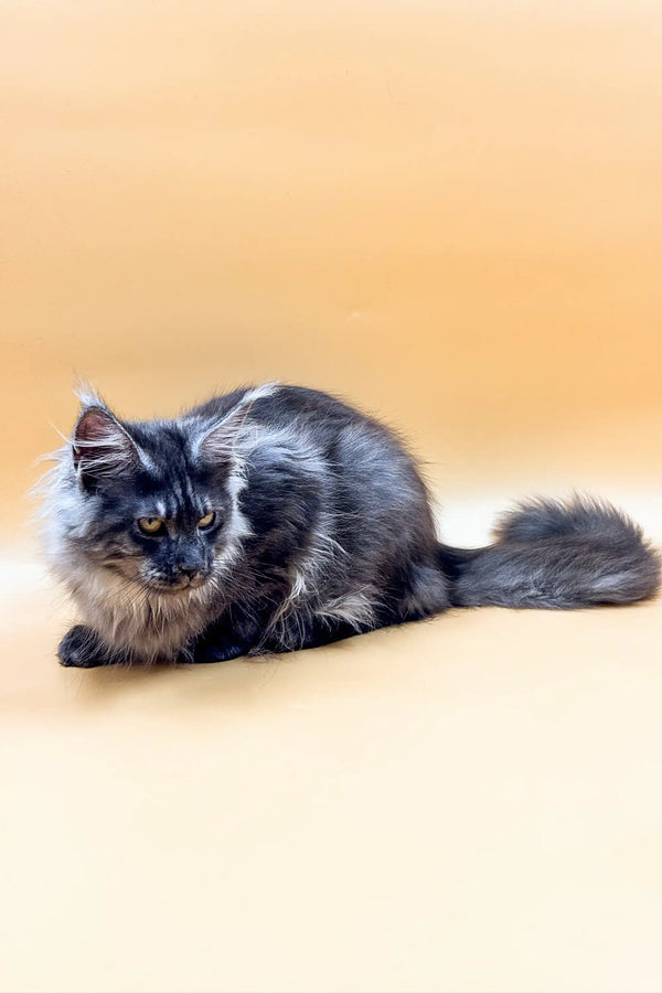 Fluffy gray Maine Coon kitten with striking blue eyes lounging comfortably